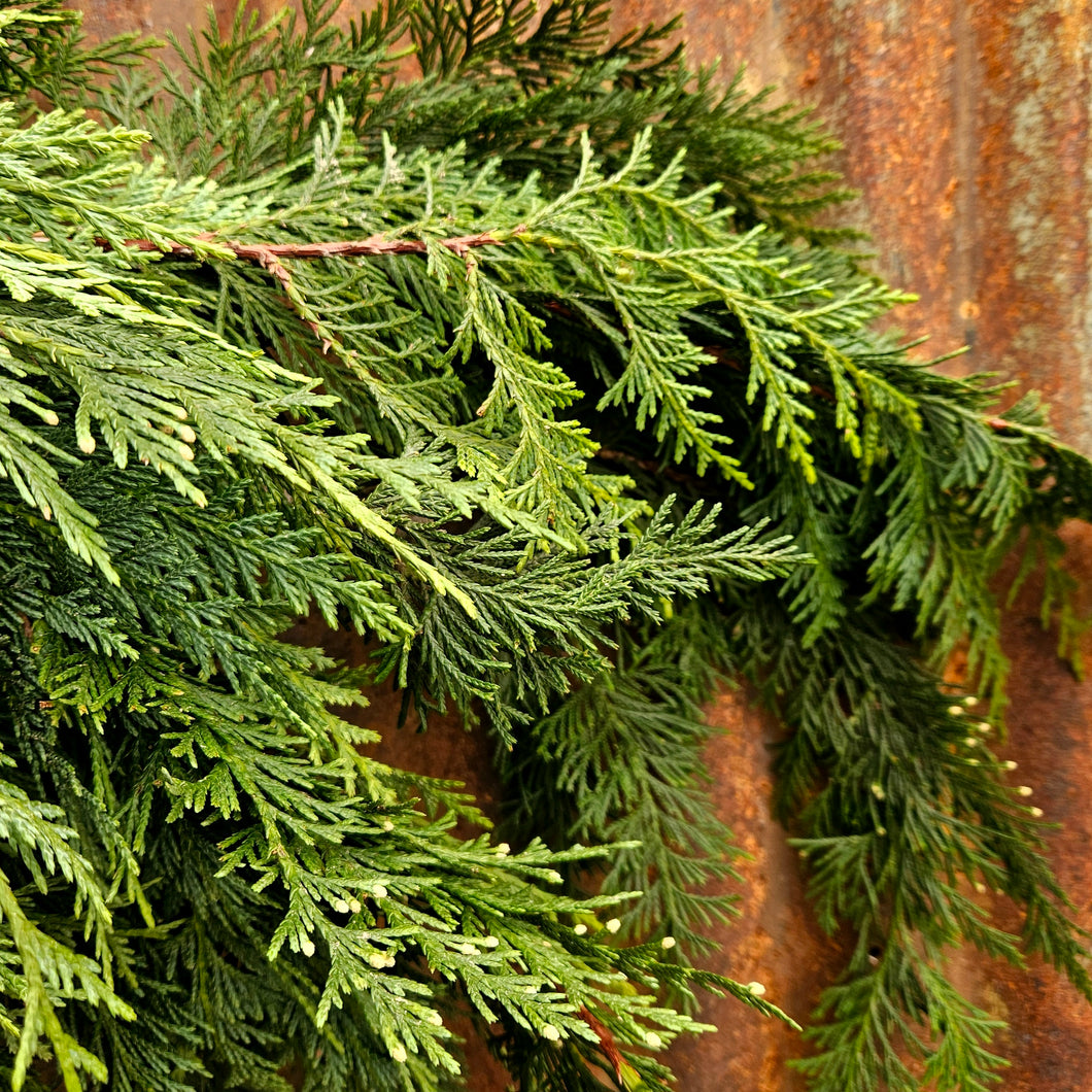 Greens - Ontario Naylor's Blue Cypress