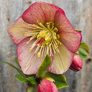 Helleborus x iburgensis 'Carlotta' Helleborus Gold Collection® - HGC® Ice N' Roses® Carlotta
