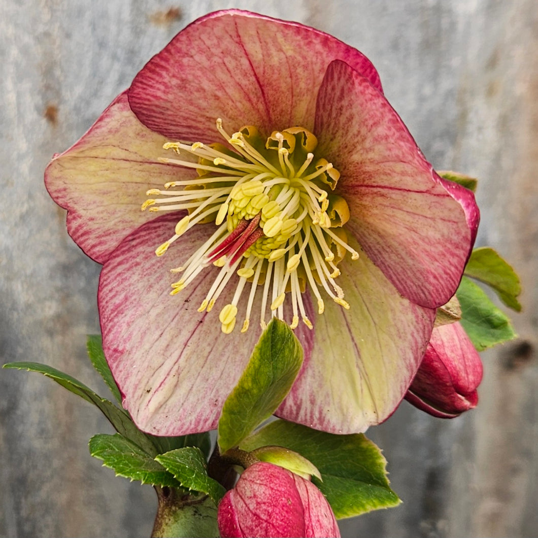 Helleborus x iburgensis 'Carlotta' Helleborus Gold Collection® - HGC® Ice N' Roses® Carlotta