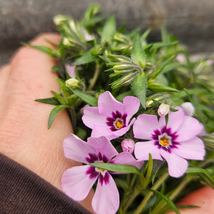 Phlox subulata ‘Eye Candy’ - Eye Candy Moss Phlox (Creeping Phlox)