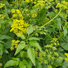 Load image into Gallery viewer, Zizia aurea - Golden Alexanders
