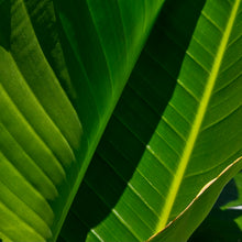 Load image into Gallery viewer, Banana
