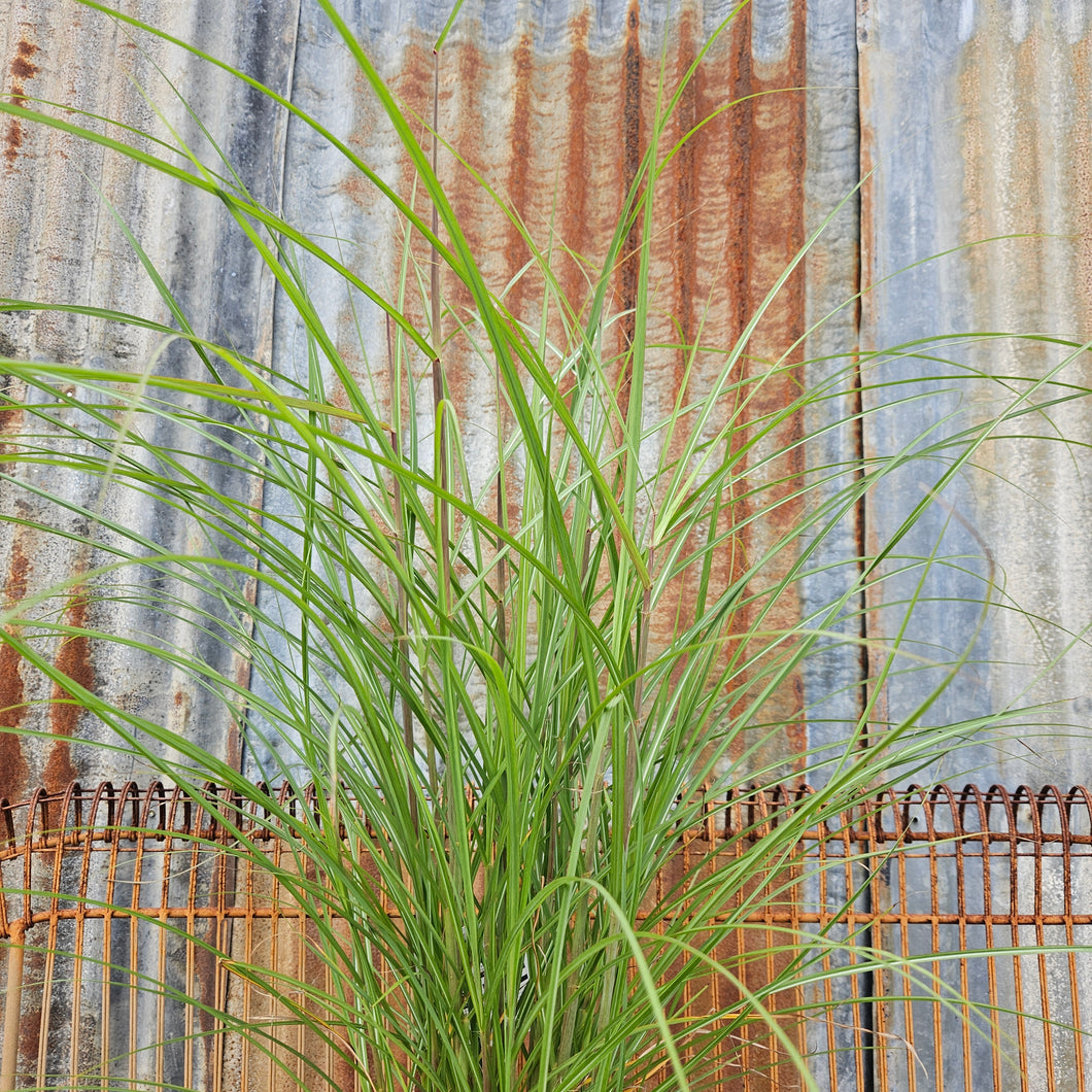 Miscanthus sinensis 'Huron Sunrise' - Huron Sunrise Maiden Grass