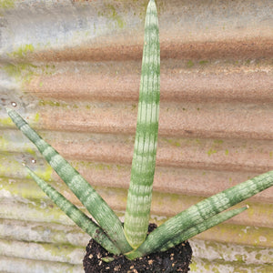 Sansevieria - Boncel Snake Plant