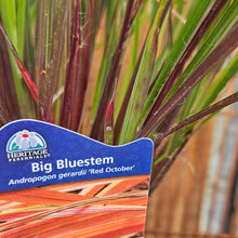 Load image into Gallery viewer, Andropogon gerardii ‘Red October’ - Red October Big Bluestem
