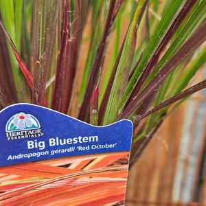 Andropogon gerardii ‘Red October’ - Red October Big Bluestem