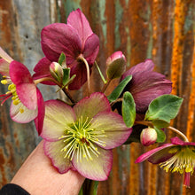 Load image into Gallery viewer, Helleborus x iburgensis - Helleborus Gold Collection® Ice n&#39; Roses® Rosali
