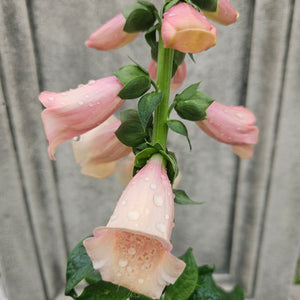 Digitalis purpurea 'Dalmatian Peach' - Dalmatian Peach Foxglove