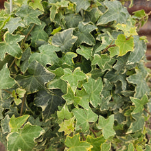Load image into Gallery viewer, Hedera spp. - Ivy
