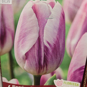 Tulip, Triumph -Flaming Flag 12+
