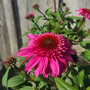 Echinacea 'Double Scoop Watermelon Deluxe' - Double Scoop Watermelon Deluxe Coneflower