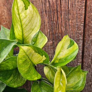 Epipremnum 'Lemon Top' - Lemon Top Pothos