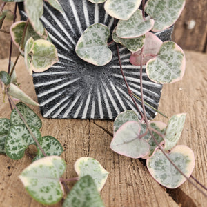 Cement Square Pot Cover - Burst Pattern