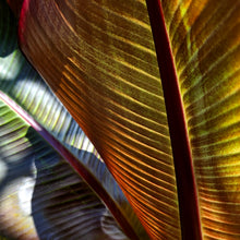 Load image into Gallery viewer, Banana
