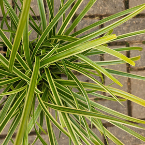 Carex morrowii 'Ice Dance' - Variegated Japanese Sedge