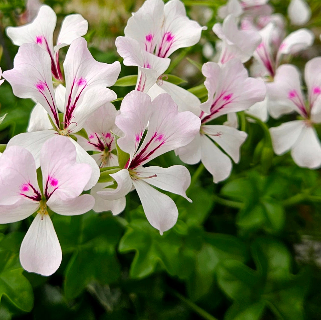Ivy Geranium Hanging Basket