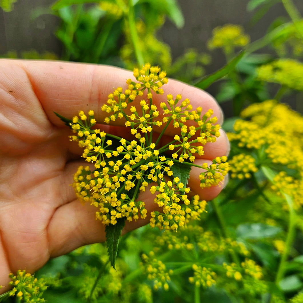 Zizia aurea - Golden Alexanders