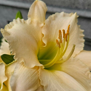 Hemerocallis ‘Longfield Beauty' - Longfield Beauty Daylily