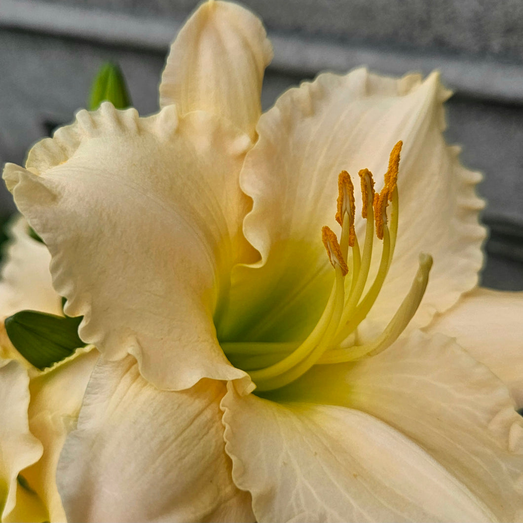 Hemerocallis ‘Longfield Beauty' - Longfield Beauty Daylily