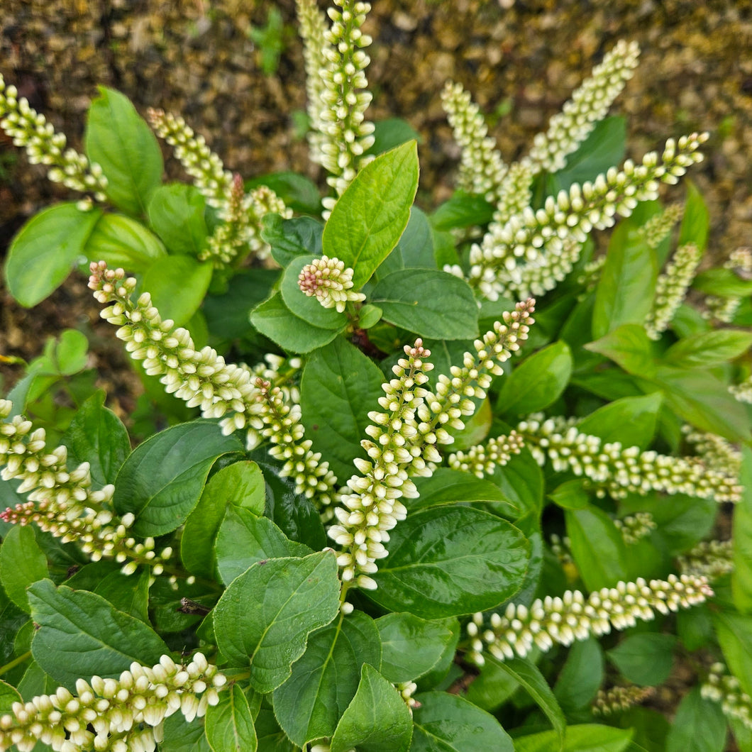 Itea virginica  - Fizzy Mizzy® Sweetspire