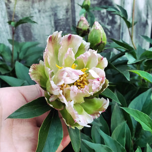 Paeonia lactiflora 'Green Lotus' - Green Lotus Peony