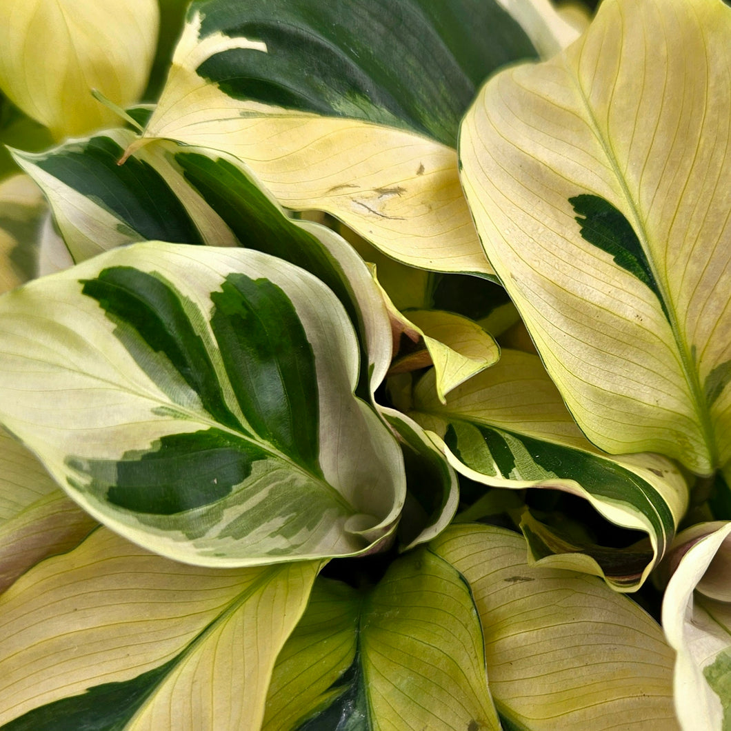 Calathea 'Yellow Fusion'