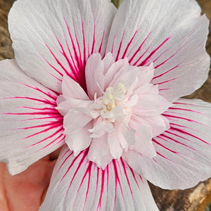 Hibiscus syriacus Starblast CHIFFON® - Starblast CHIFFON® Rose of Sharon