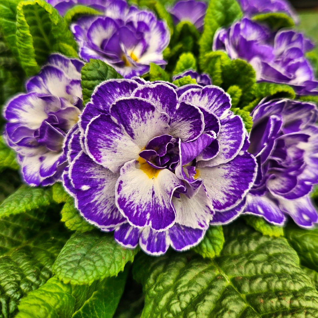 Primula vulgaris Bouquet Perfect™ 'Blue Ripples' - Bouquet Perfect™ 'Blue Ripples' Primrose