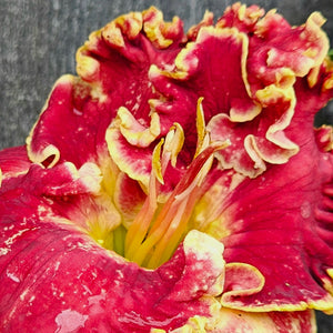 Hemerocallis ‘Born to Run' - Born to Run Daylily