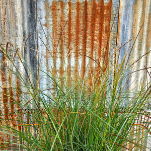 Miscanthus sinensis 'Little Kitten' - Little Kitten Maiden Grass