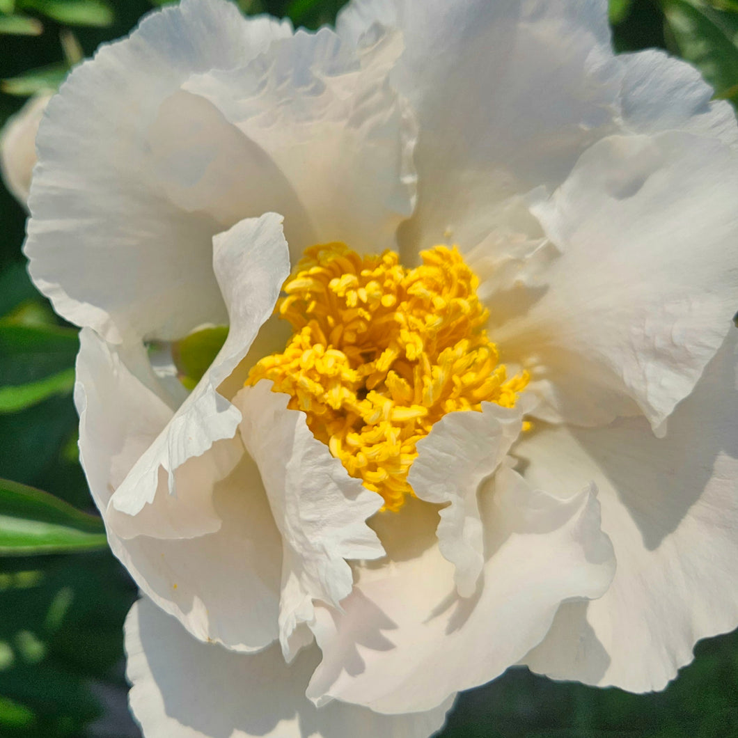 Paeonia lactiflora 'Krinkled White' - Krinkled White Peony