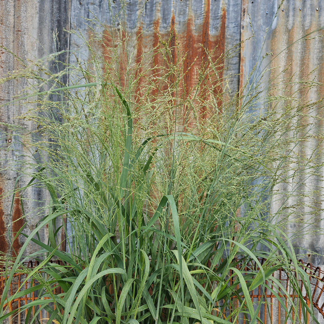 Panicum vigatum 'Niagara Falls' - Prairie Winds® Niagara Falls Switch Grass