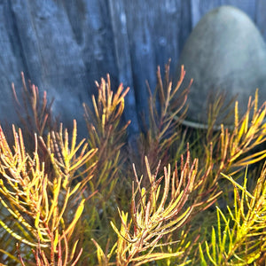 Amsonia hybrid - String Theory Blue Star