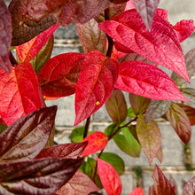 Load image into Gallery viewer, Itea virginica  - Fizzy Mizzy® Sweetspire
