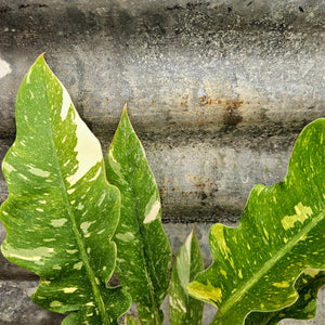 Philodendron 'Ring of Fire' - Ring of Fire Philodendron