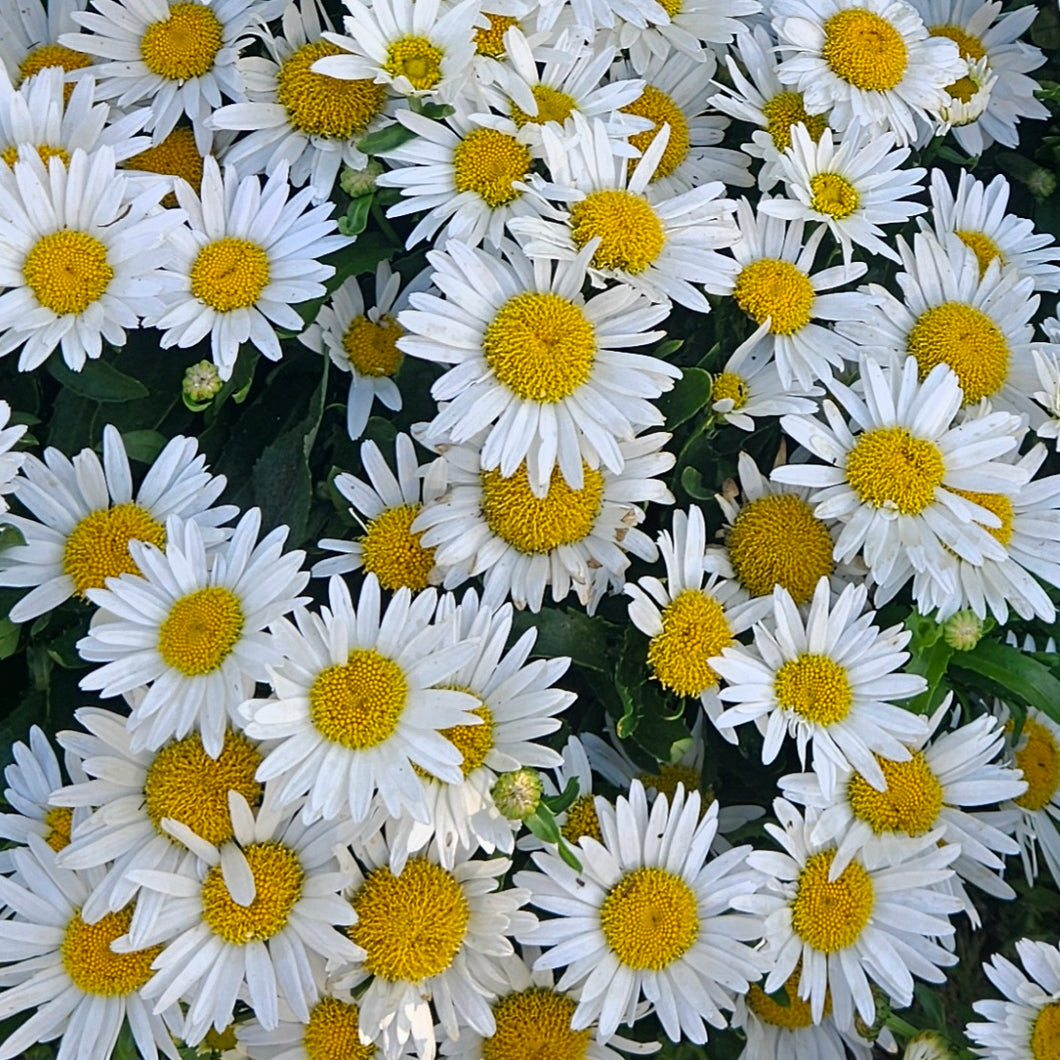 Leucanthemum × superbum ‘Madonna’ - Madonna Shasta Daisy