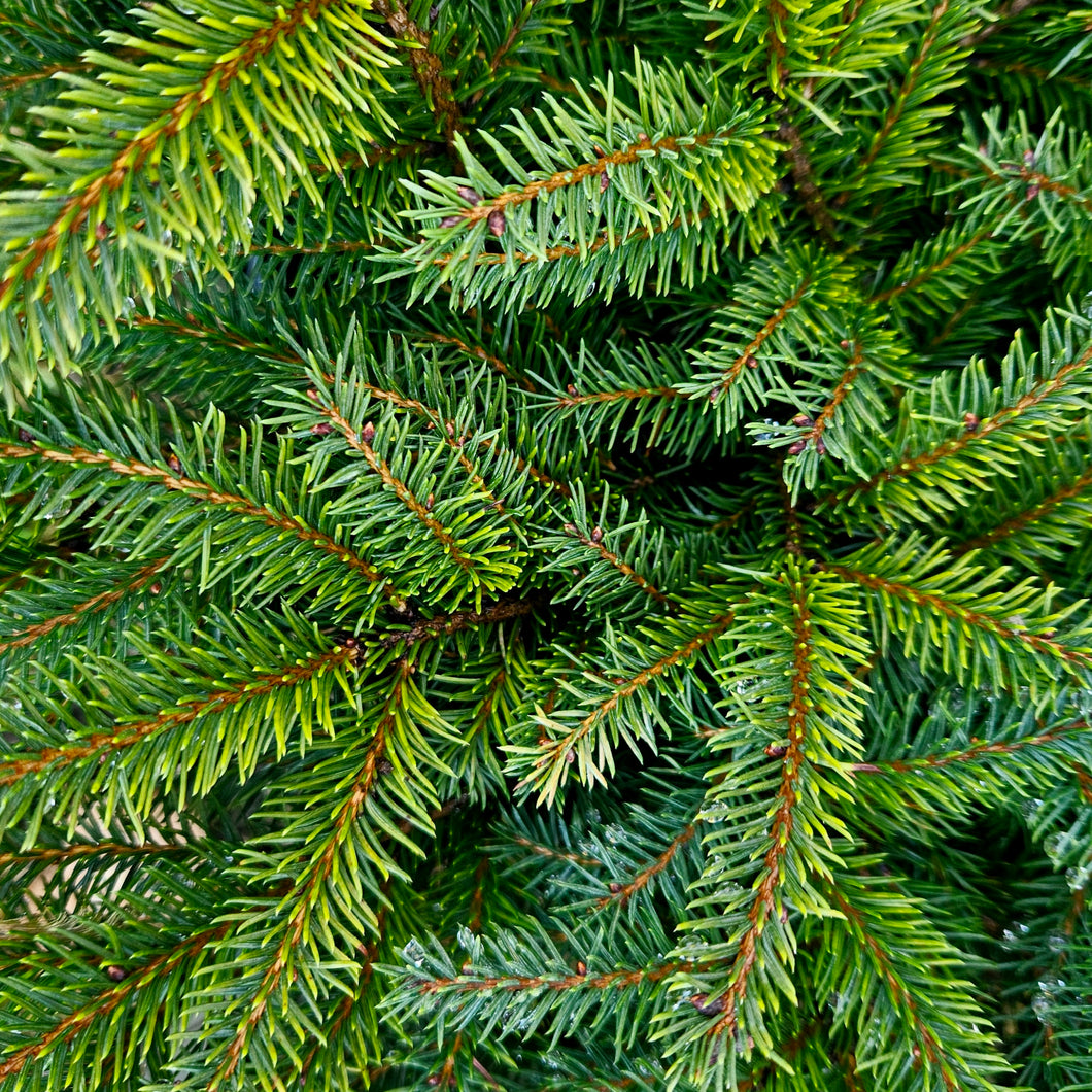 Picea abies 'Nidiformis' - Nest Spruce