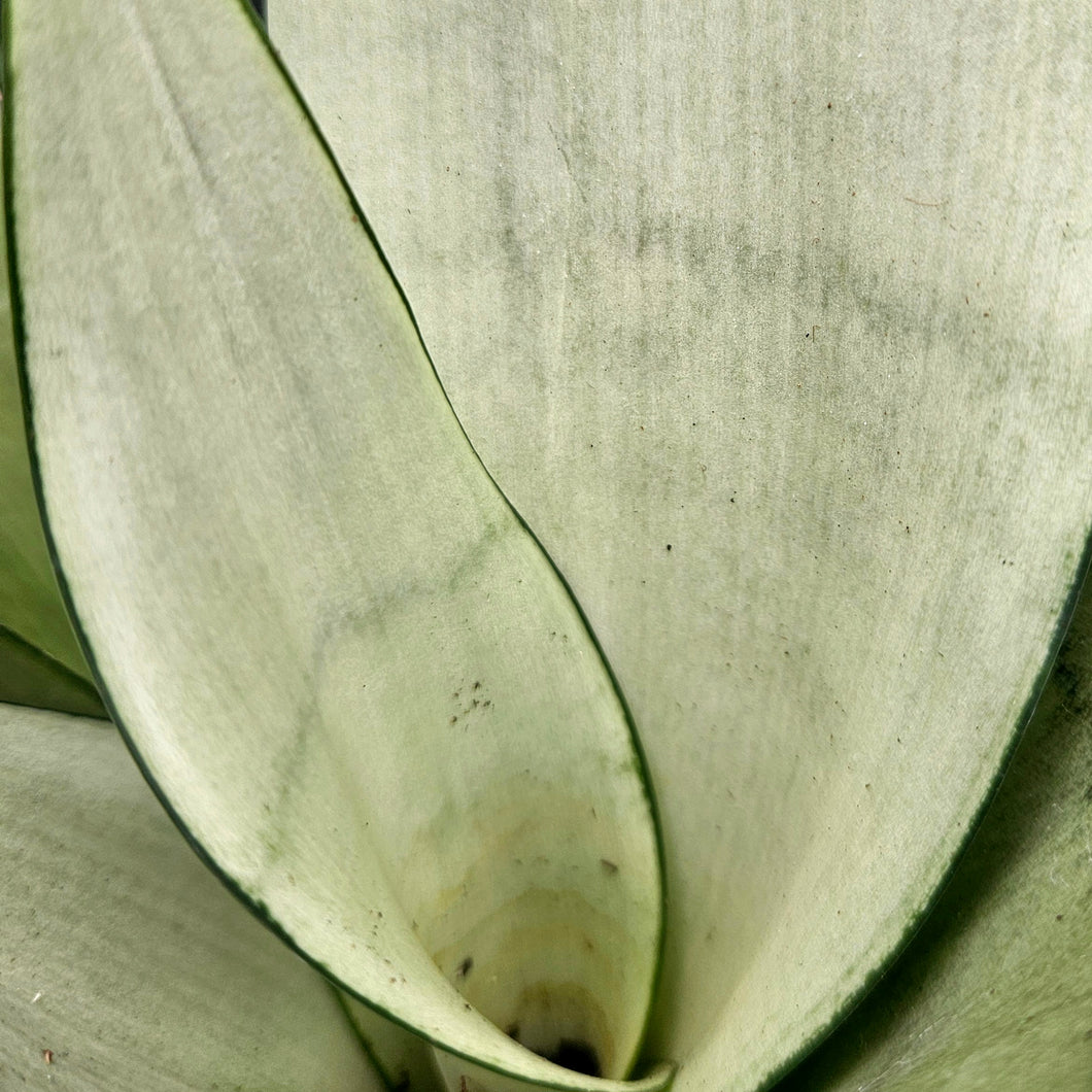 Sansevieria trifasciata 'Moonshine'  - Moonshine Snake Plant