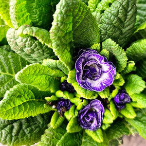 Primula vulgaris Bouquet Perfect™ 'Blue Ripples' - Bouquet Perfect™ 'Blue Ripples' Primrose