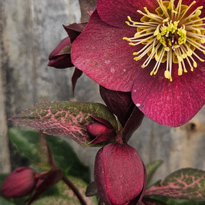 Helleborus x iburgensis 'Mona Marble' Helleborus Gold Collection® - HGC® Ice N' Roses® Mona Marble