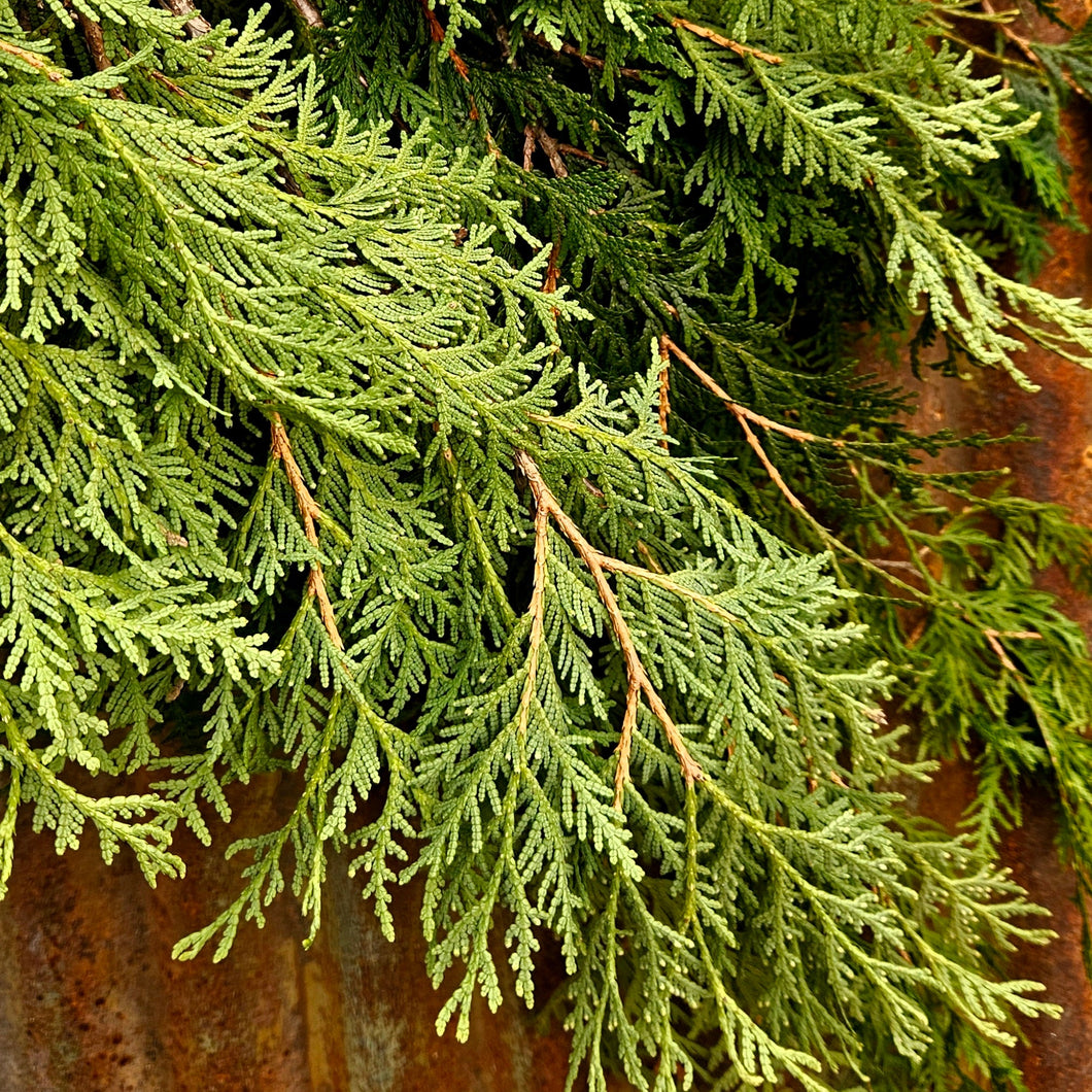 Greens - Ontario Cedar (Large)