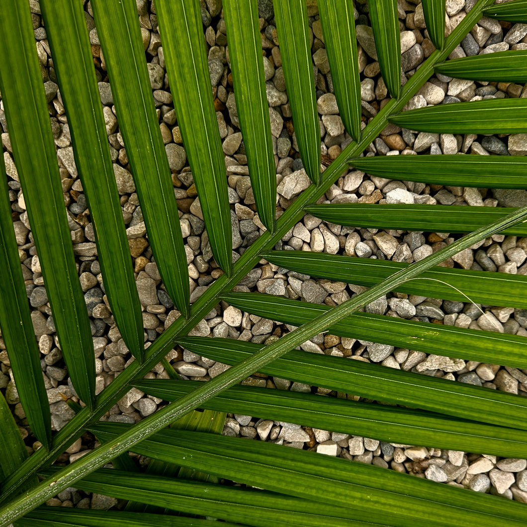 Majesty Palm