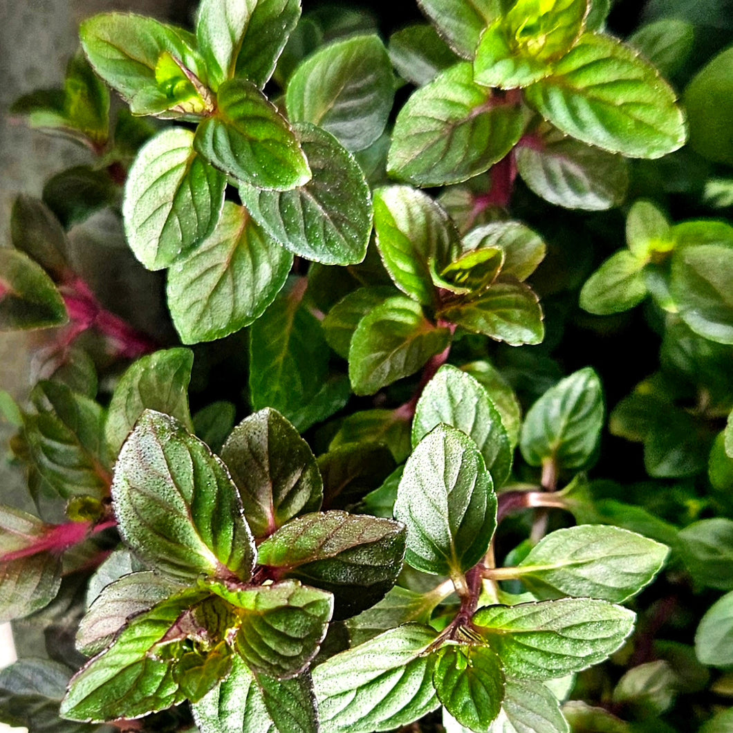 Herb Garden