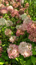 Load image into Gallery viewer, Hydrangea paniculata - Little Lime® Hydrangea
