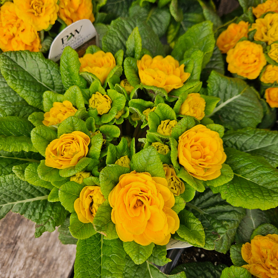 Primula vulgaris Bouquet Perfect™ 'Mandarin' - Bouquet Perfect™ 'Mandarin' Primrose
