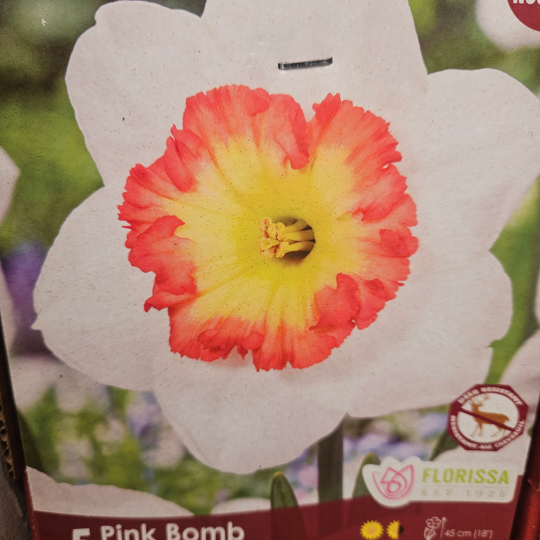 Daffodil/Narcissi, Cupped - Pink Bomb 12+
