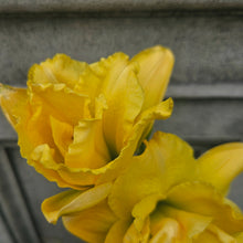 Load image into Gallery viewer, Hemerocallis ‘Longfield Maxim&#39; - Longfield Maxim Daylily
