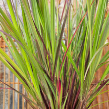 Load image into Gallery viewer, Andropogon gerardii ‘Red October’ - Red October Big Bluestem
