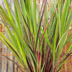 Andropogon gerardii ‘Red October’ - Red October Big Bluestem