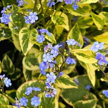 Load image into Gallery viewer, Brunnera macrophylla 'Hadspen Cream' - Variegated Siberian Bugloss
